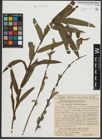 Foto von Salix purpurea L. x Salix viminalis L.